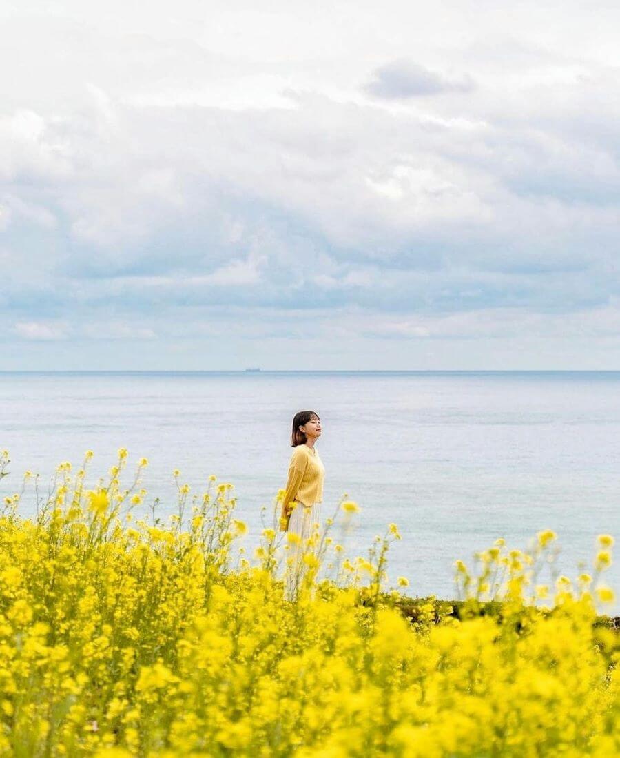 Cheongsando thu hút du khách bởi lễ hội hoa cải độc đáo, thường được tổ chức vào mùa xuân