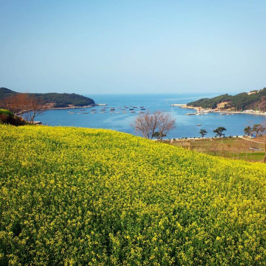 Đảo Cheongsando đã trở thành bối cảnh cho nhiều bộ phim truyền hình và điện ảnh nổi tiếng, thu hút du khách đến tham quan và khám phá