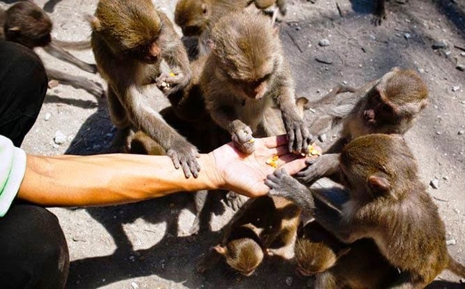 dao khi nha trang-min