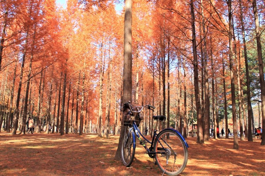 Du khách có thể thuê xe đạp để khám phá hòn đảo Nami xinh đẹp