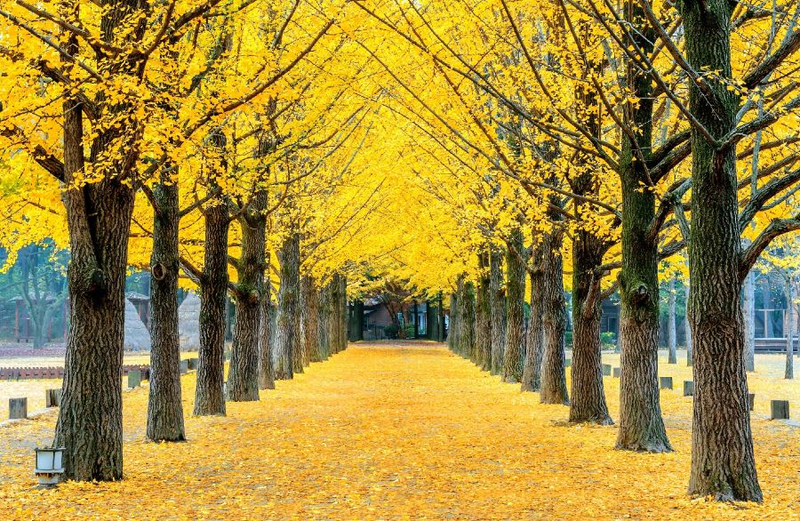 Những con đường rợp lá vàng rơi vô cùng lãng mạn tại đảo Nami