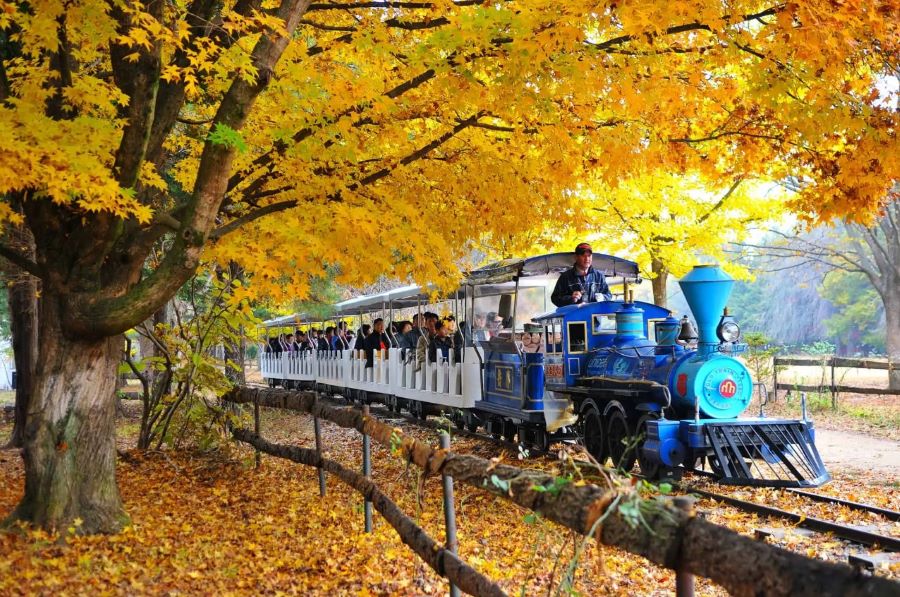 Đảo Nami vào mùa thu là điểm đến trong mơ của mọi du khách