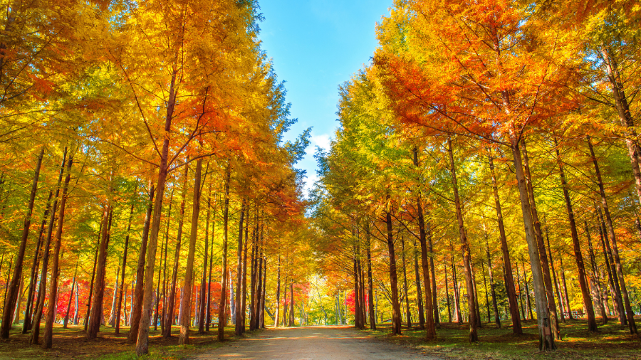 Những hàng cổ thụ trải dài thẳng tắp đang bắt đầu thay áo mới