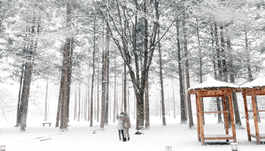 Đảo Nami, một trong những địa điểm du lịch nổi tiếng nhất Hàn Quốc