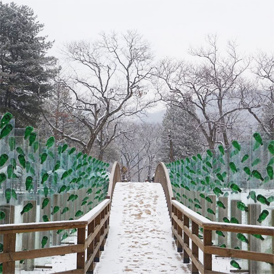 Cầu Sequoia First Kiss Glass cũng là một điểm đến lãng mạn không thể bỏ qua cho chuyến du lịch Hàn Quốc