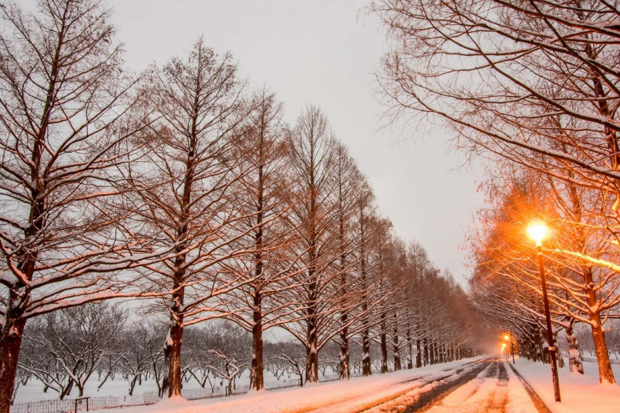 Vào mùa đông, Đường Thủy Sam Metasequoia như khoác lên mình một tấm áo choàng trắng tinh khôi, tạo nên một khung cảnh tuyệt đẹp