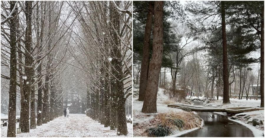 Đảo Nami mùa đông có gì đặc biệt?