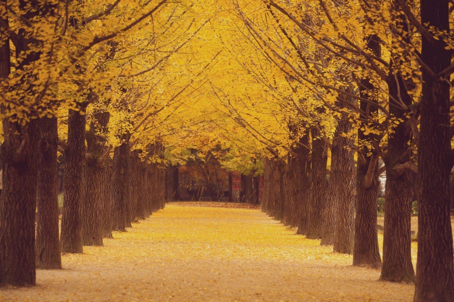 Đảo Nami mùa thu như một bức tranh sơn dầu sống động với gam màu vàng chủ đạo