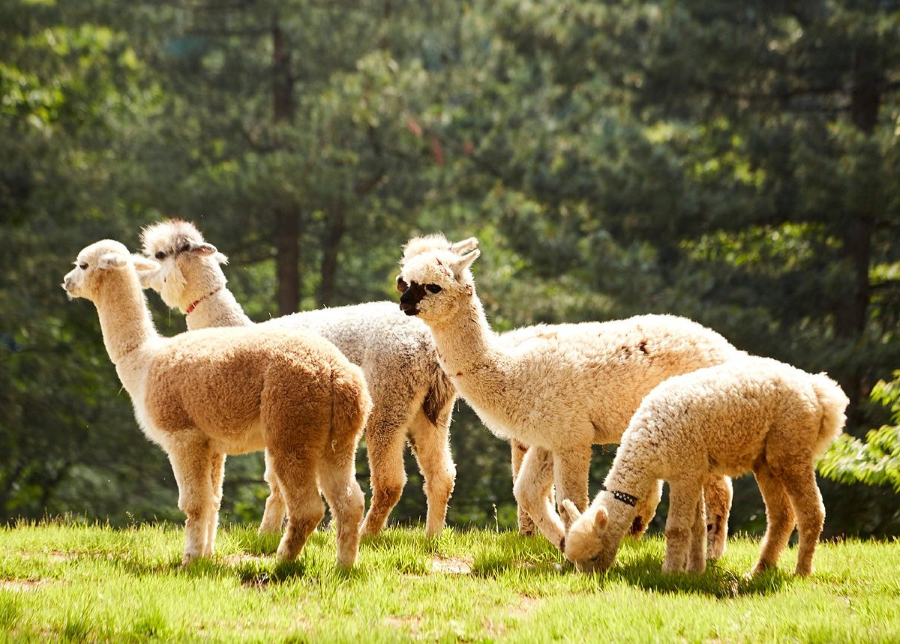 Công viên Alpaca World là một điểm đến tuyệt vời để bạn thư giãn và tận hưởng cuộc sống