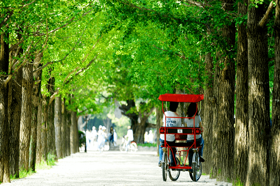 Đảo Nami - "Thiên đường" du lịch mùa hè lãng mạn tại Hàn Quốc 