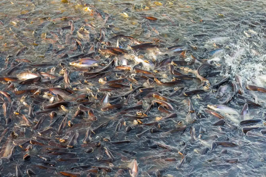 Cho cá ăn là hoạt động thú vị mà bạn không nên bỏ qua khi du ngoạn trên sông Chao Phraya