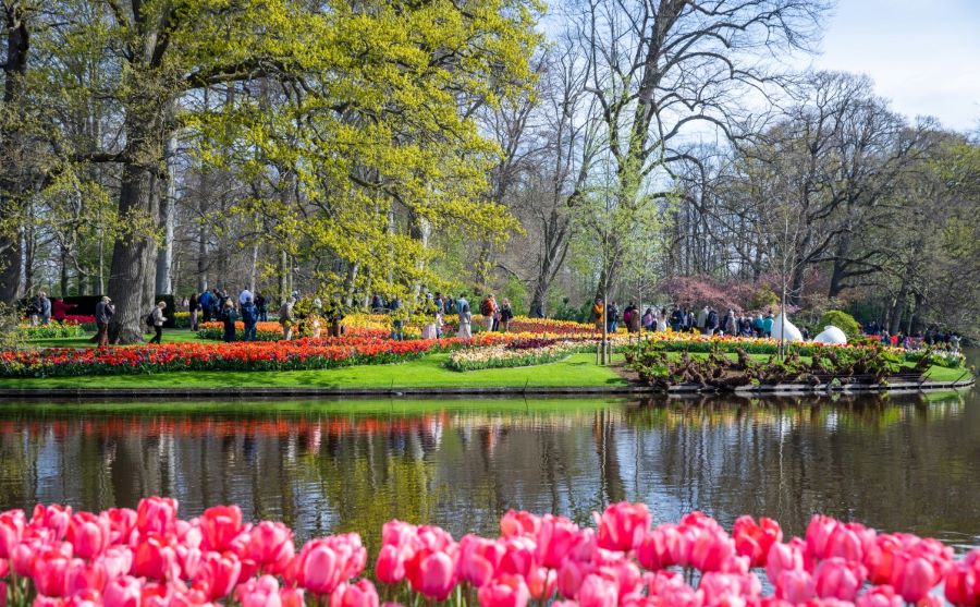 Chiêm ngưỡng vườn hoa tulip Keukenhof lớn nhất thế giới tại Hà Lan