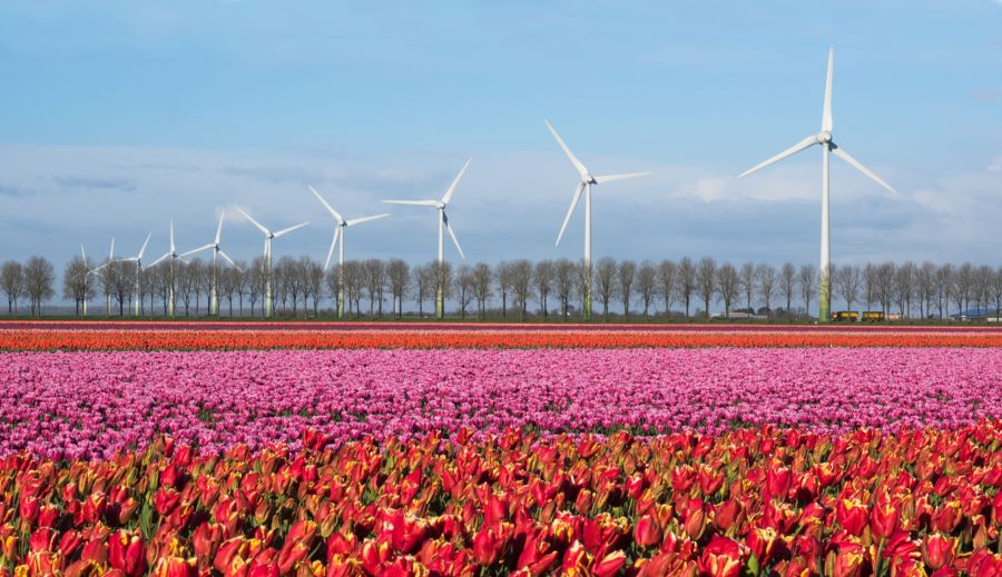 Noordoostpolder - Thị trấn với những cánh đồng hoa tulip tuyệt đẹp