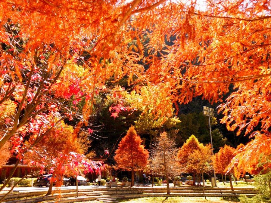  Bức tranh mùa thu cực lãng mạn tại đảo quốc Đài Loan