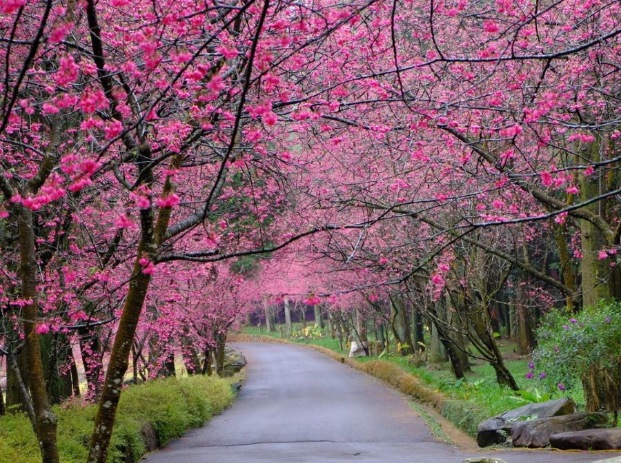 Mùa xuân có thể nói là mùa đẹp nhất trong năm tại xứ Đài