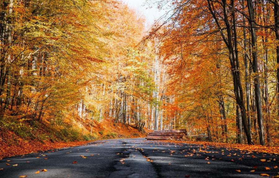 Mỗi độ thu sang, Jeju khoác lên mình tấm áo mới như một bản giao hưởng màu sắc đầy mê hoặc
