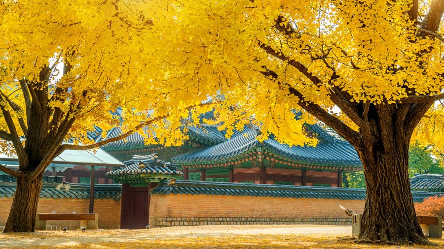Mùa thu cũng chính là thời điểm Gyeongbokgung khoác lên mình tấm áo mới thi vị làm say đắm lòng người