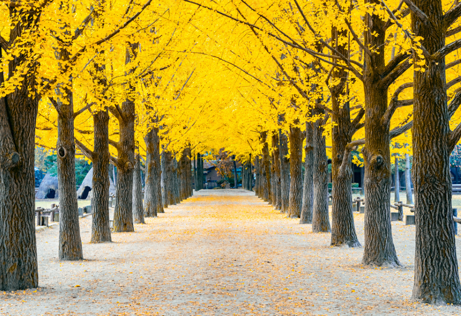 Những hàng cây trải dài thẳng tắp, rực rỡ sắc vàng sắc đỏ mỗi khi thu về tại đảo Nami 