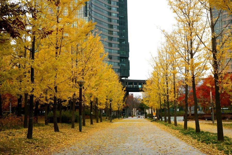 Khung cảnh vô cùng lãng mạn và thơ mộng mỗi độ thu về tại Samcheong-dong