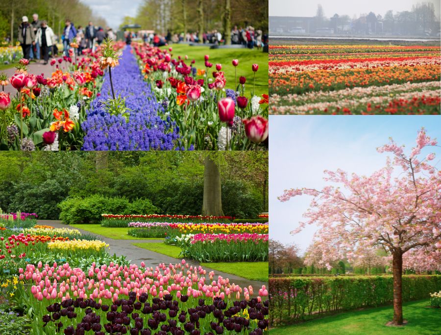 Khung cảnh rực rỡ của công viên Keukenhof