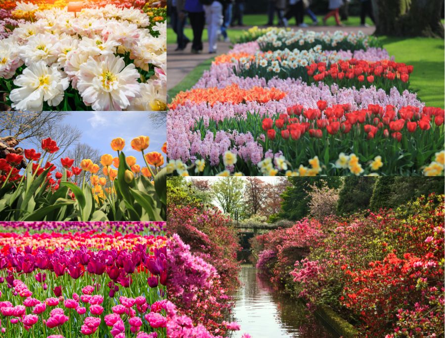 Công viên Keukenhof là ngôi nhà chung của rất nhiều loài hoa đẹp