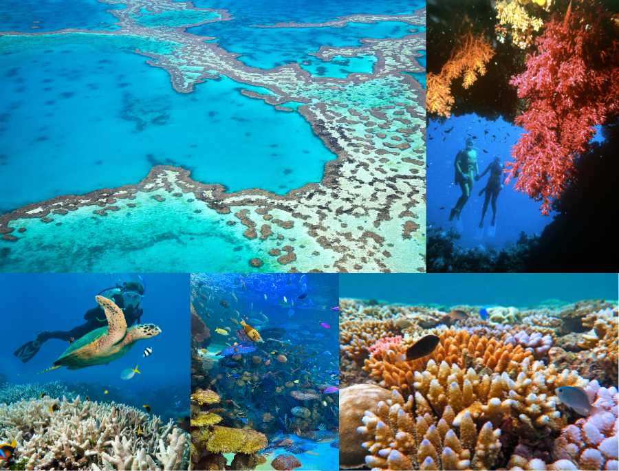 Great Barrier Reef là rạn san hô lớn nhất thế giới với hệ sinh thái vô cùng đa dạng