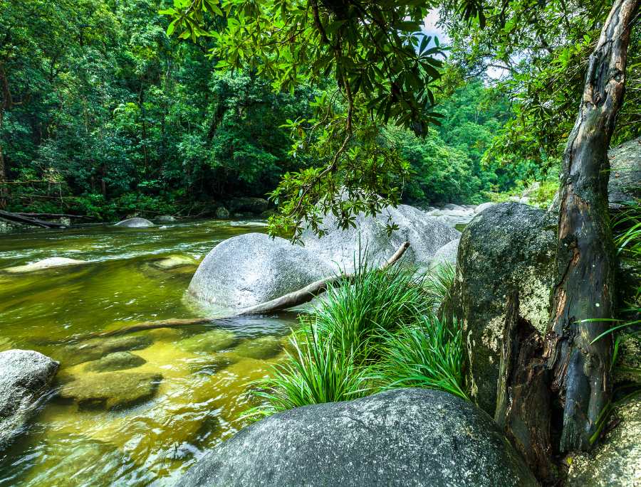 Rừng nhiệt đới Daintree, một báu vật của tự nhiên với khung cảnh thơ mộng