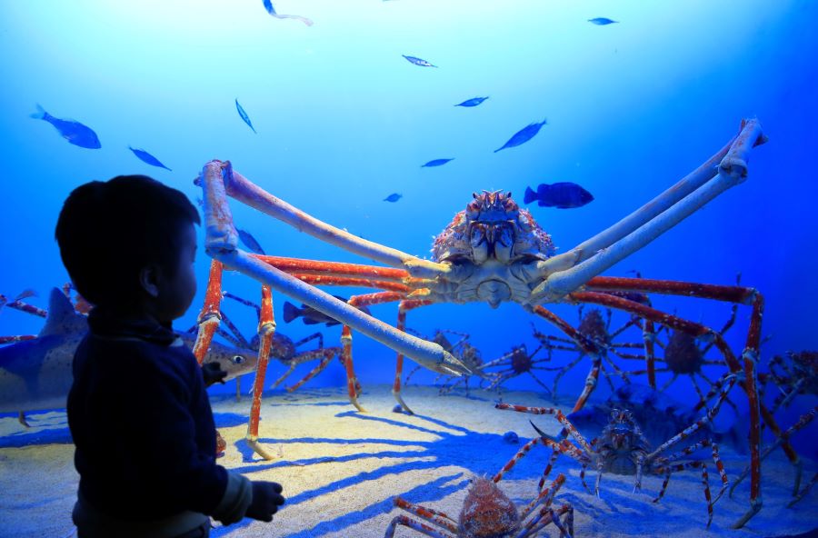 Thủy cung Toba tự hào là một trong những thủy cung lâu đời nhất Nhật Bản