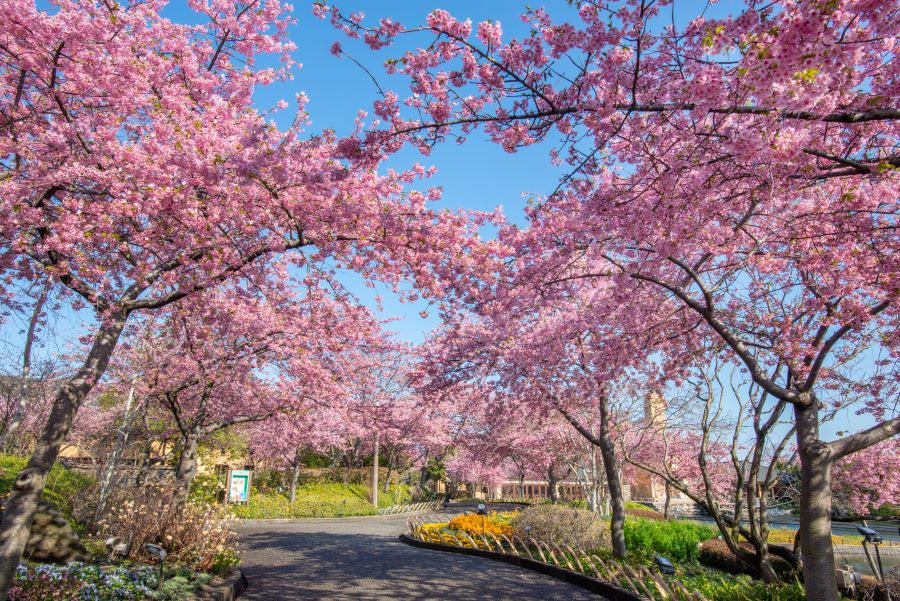 Xuân về, Nabana no Sato khoác lên mình bộ áo rực rỡ với sắc hồng anh đào đua nở 