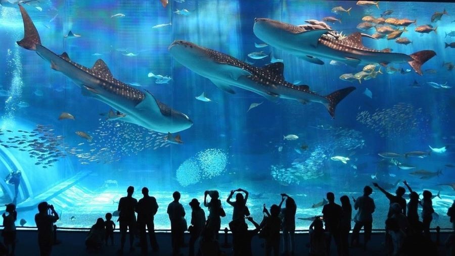 Thuỷ cung COEX Aquarium tập trung hơn 40.000 sinh vật biển, trong đó nhiều nhất là các loài cá voi, cá mập