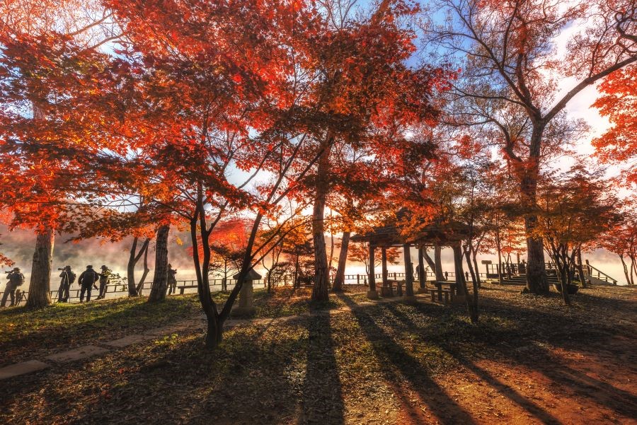 Vẻ đẹp tuyệt vời của Nami mỗi khi ánh nắng chiếu xuống xuyên qua kẽ lá