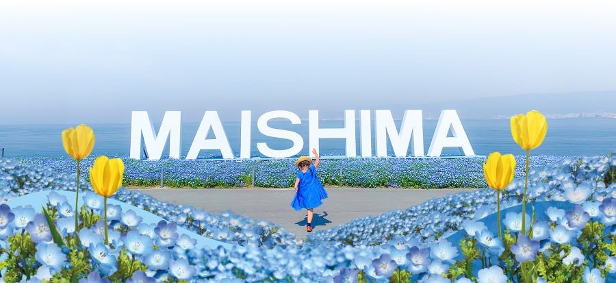 Công viên Maishima là địa điểm ngắm hoa Nemophila đẹp nhất Nhật Bản