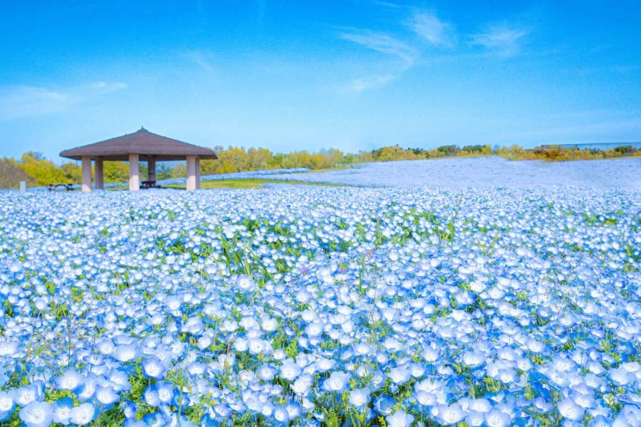 Công viên sở hữu khoảng 1,5 triệu bông hoa Nemophila