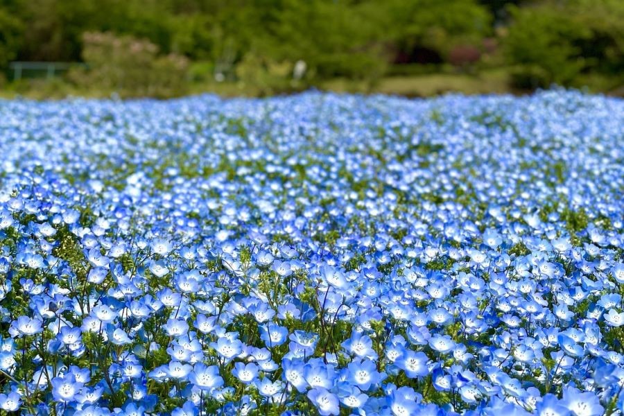 Công viên Musashi Kyuryo có khoảng 100.000 bông hoa Nemophila nở rộ, trải khắp các lối đi