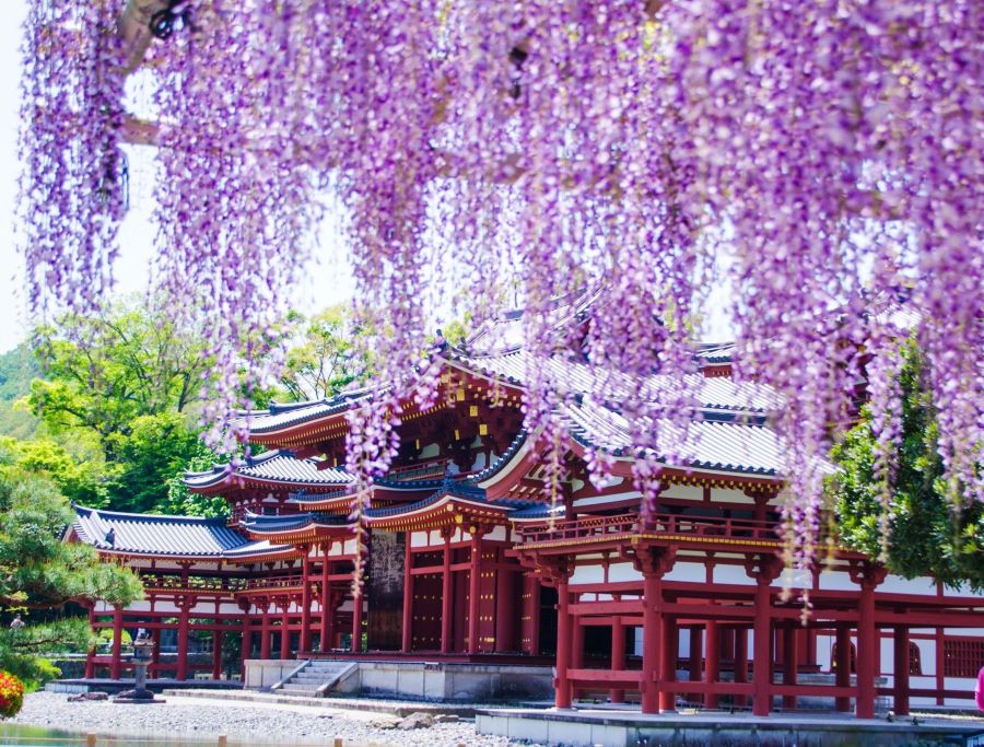 Chùa Byodoin ở Uji, Kyoto có khoảng 200 gốc tử đằng nở rộ tuyệt đẹp mỗi khi hè về 