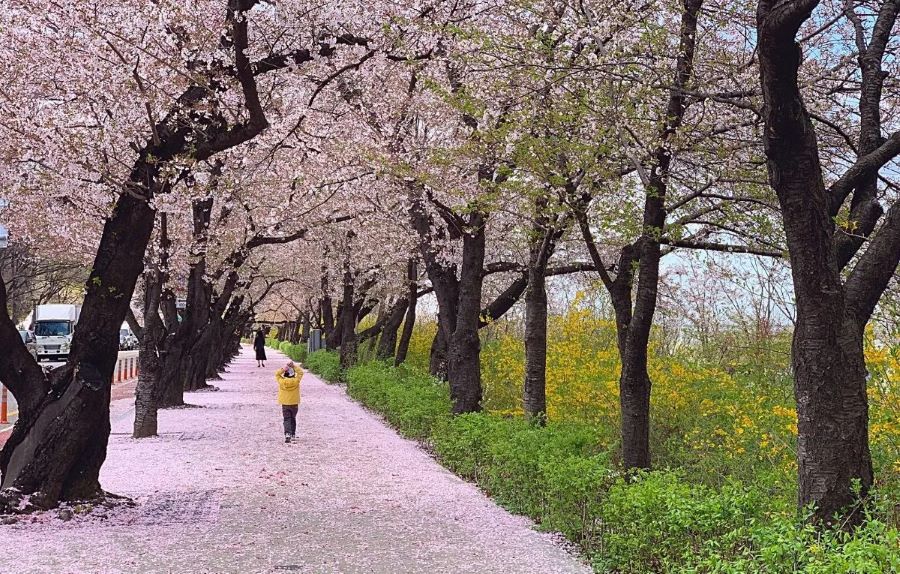 Lễ hội hoa xuân Yeouido sở hữu những gốc anh đào có tuổi đời lâu năm 