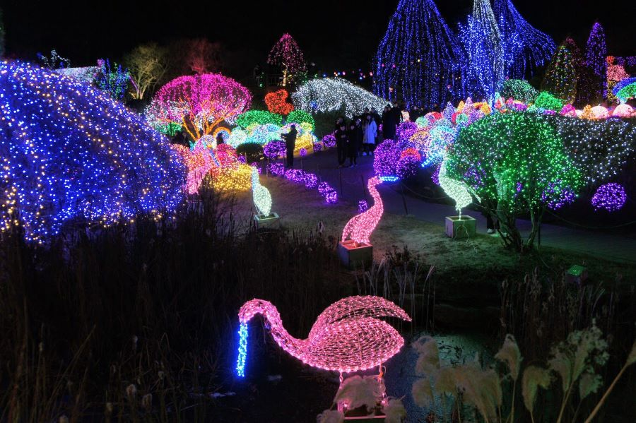 Morning Calm nổi tiếng với lễ hội Ánh sáng lung linh vào mùa đông