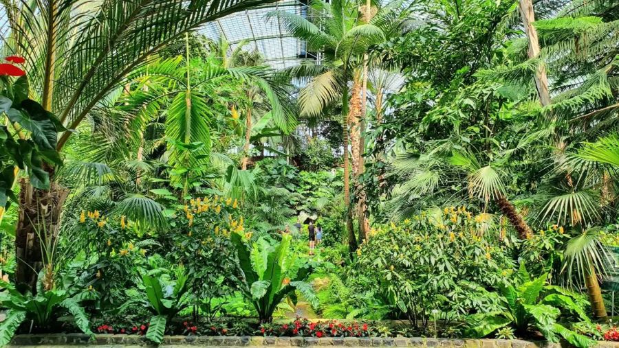 Palmengarten sở hữu rất nhiều các loại cây và hoa tuyệt đẹp đến từ những vùng khác nhau trên khắp thế giới