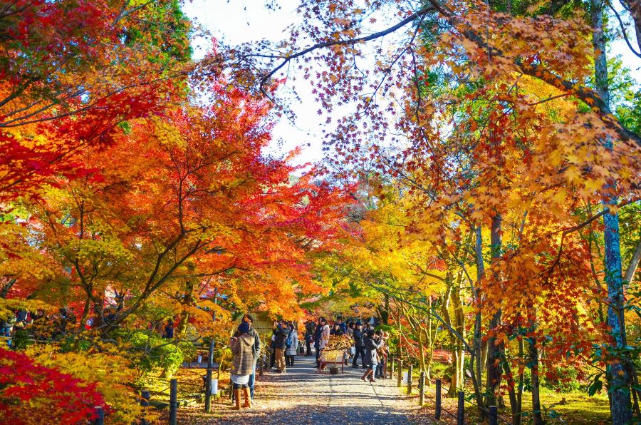 Kyoto như khoác lên mình một bộ áo choàng mới rực rỡ sắc màu mỗi khi thu về