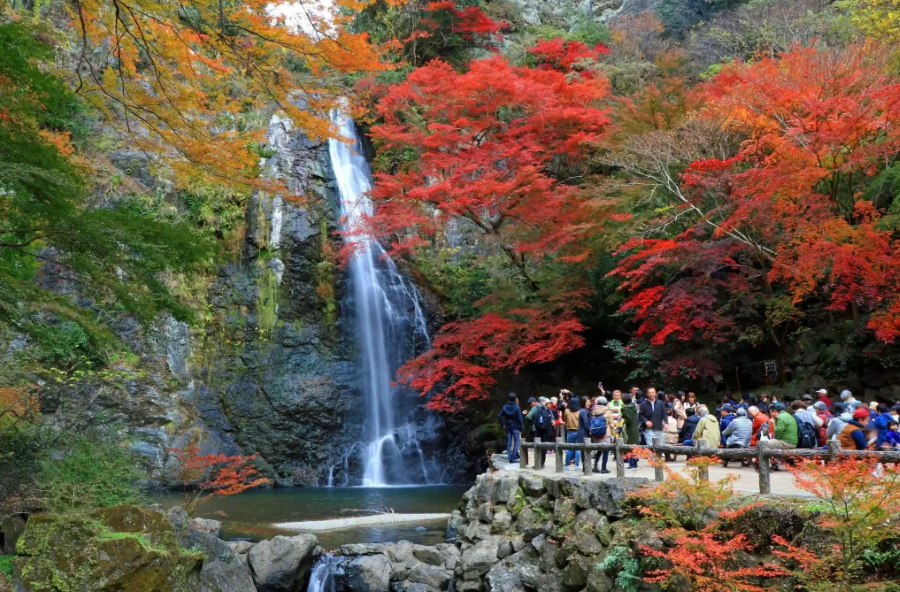 Công viên Minoo khoác lên mình tấm áo đỏ rực rỡ của những cây phong