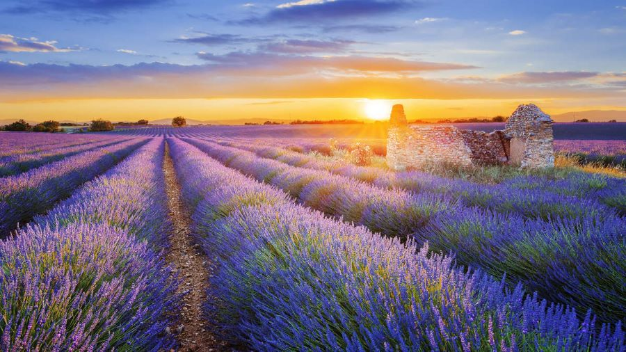 Đến Provence, du khách sẽ được đắm chìm trong sắc tím mộng mơ đầy quyến rũ của những cánh đồng oải hương
