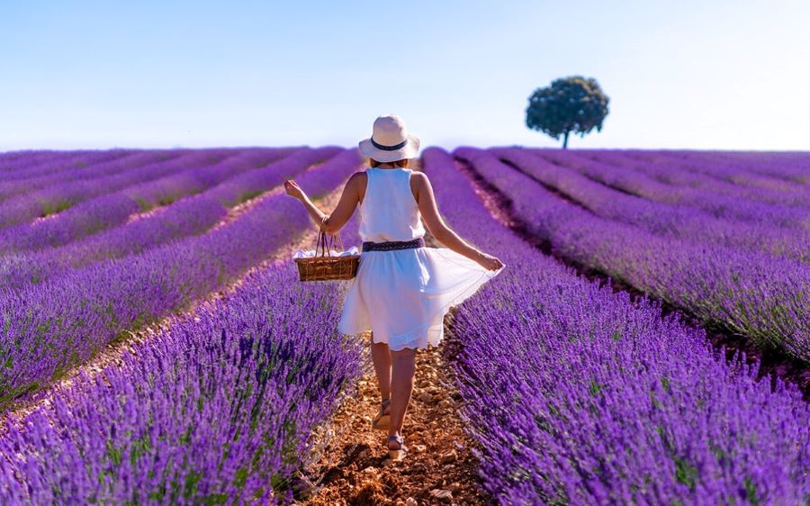 Những cánh đồng hoa oải hương ở Provence níu chân du khách bởi vẻ đẹp lãng mạn, thơ mộng 