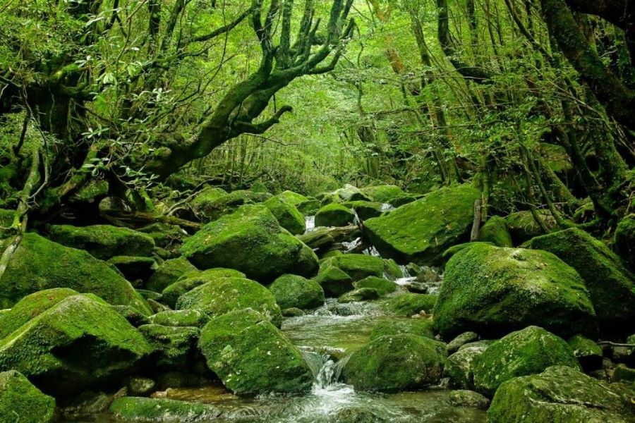 Đảo Yakushima sở hữu vẻ đẹp tự nhiên tuyệt vời cùng những giá trị sinh học quan trọng