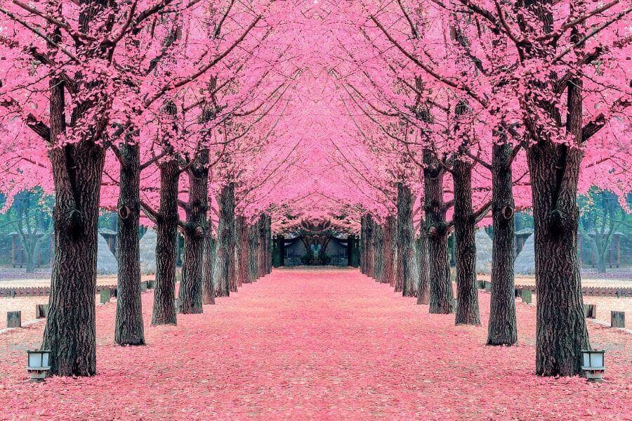 Đảo Nami từ lâu đã nổi tiếng là một điểm đến lãng mạn bậc nhất Hàn Quốc, đặc biệt là vào mùa xuân khi hoa anh đào nở rộ