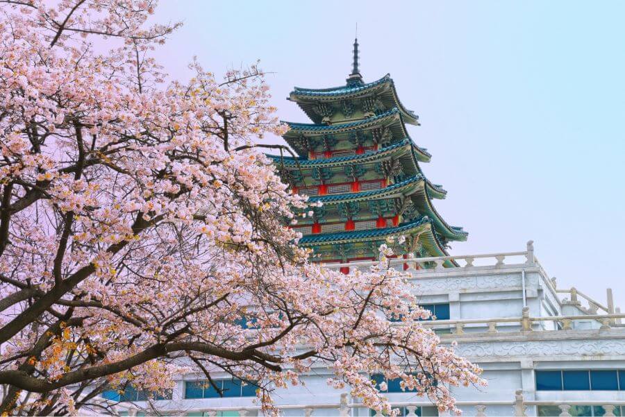 Cung điện Gyeongbokgung là một điểm đến tuyệt vời để ngắm hoa anh đào mỗi độ xuân về
