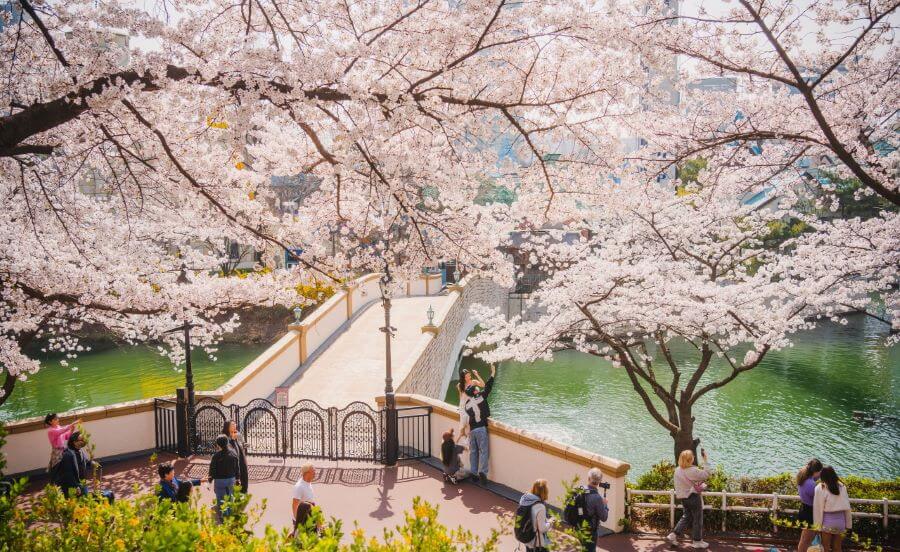 Hồ Seokchon là một điểm đến lý tưởng để ngắm hoa anh đào mỗi độ xuân về