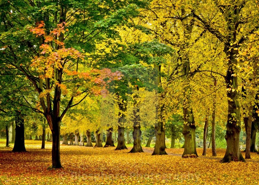 Mùa thu ghé thăm Nottingham với khung cảnh nên thơ và trữ tình khó tả