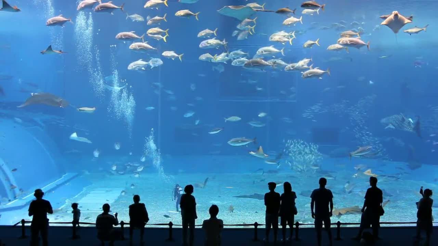 Viện hải dương Busan Aquarium được biết đến là một trong những điểm đến nổi tiếng tại thành phố cảng này