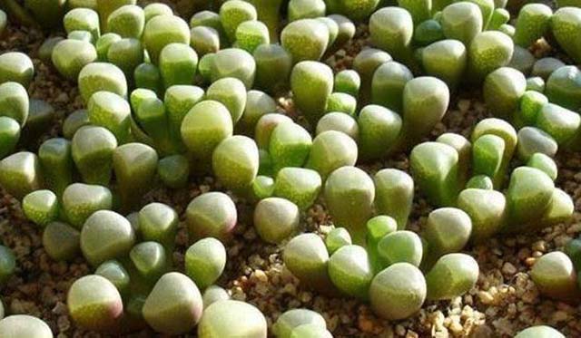 Du lịch Châu Phi, tuyệt đối không được chạm tay vào "viên ngọc" này