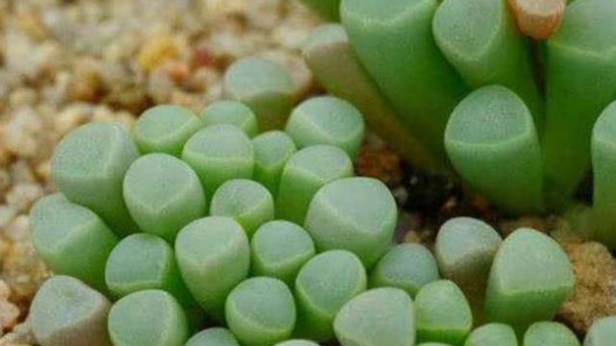 Du lịch Châu Phi, tuyệt đối không được chạm tay vào "viên ngọc" này